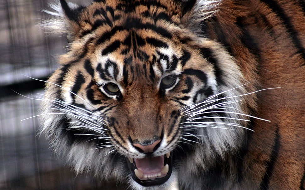 roaring tiger photo HD wallpaper